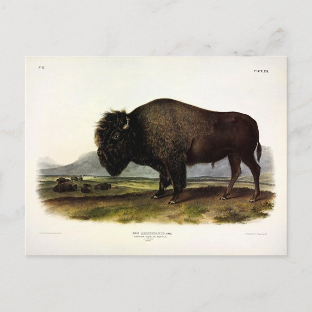 Postal Bison Americano, o Búfalo (Bison bison) - Audubon (Anverso)