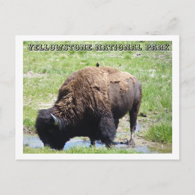 Postal Bison at Yellowstone (Anverso)
