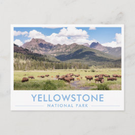Postal Bison at Yellowstone National Park Summer Mountain