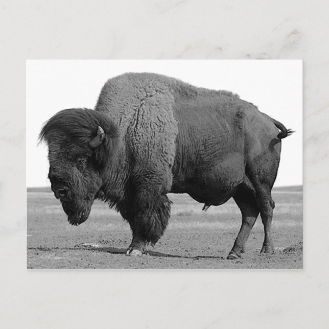 Postal Bison blanco y negro / Búfalo (Anverso)