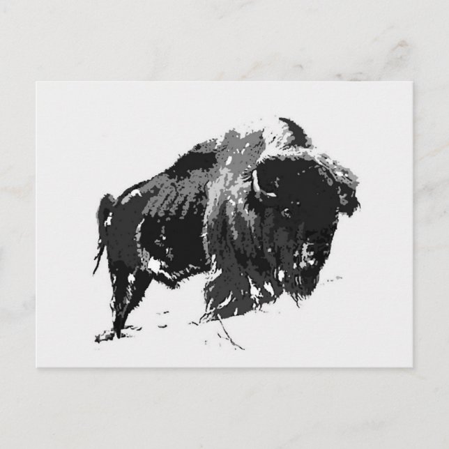 Postal Bison blanco y negro / Búfalo (Anverso)