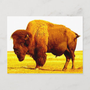 Postal Bison / Búfalo