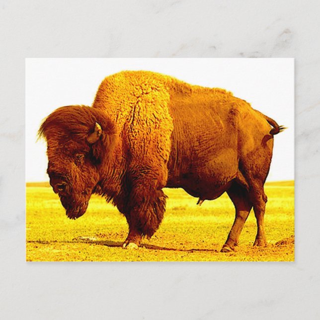 Postal Bison / Búfalo (Anverso)