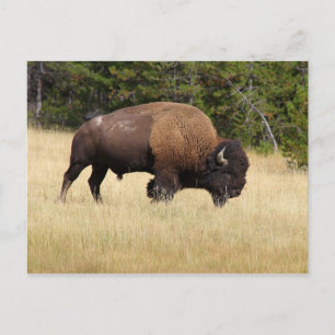 Postal Bison Bull en el Parque Nacional Yellowstone