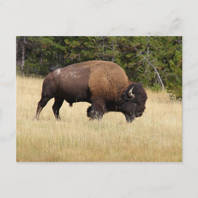 Postal Bison Bull en el Parque Nacional Yellowstone (Anverso)
