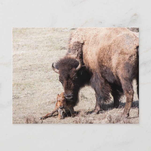 Postal Bison Calf (Anverso)