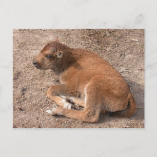 Postal Bison Calf