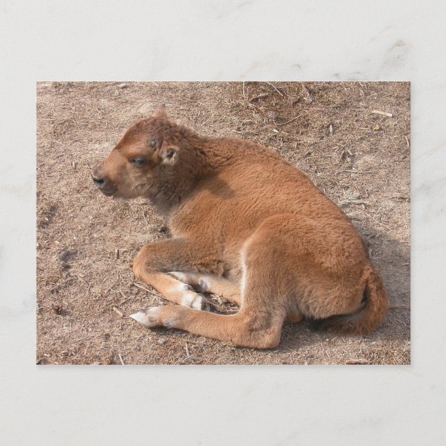 Postal Bison Calf (Anverso)
