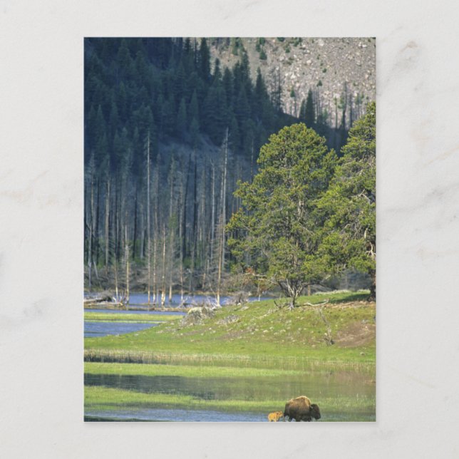 Postal Bison con ternera en el Parque Nacional Yellowston (Anverso)