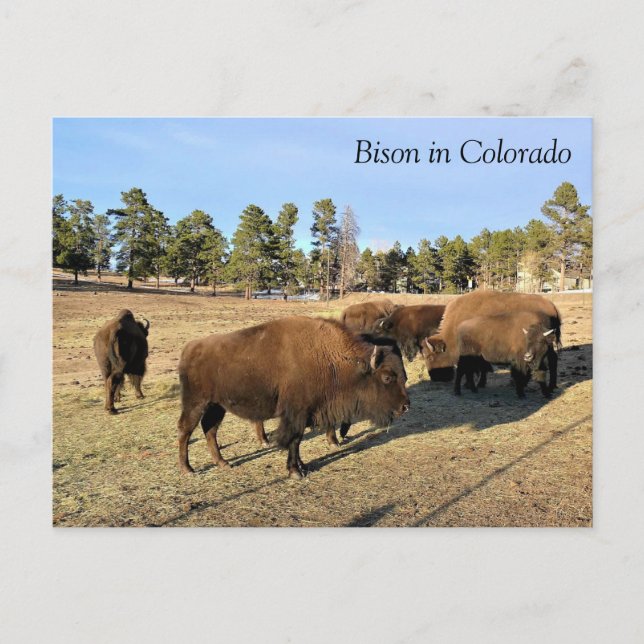 Postal Bison de Colorado (Anverso)