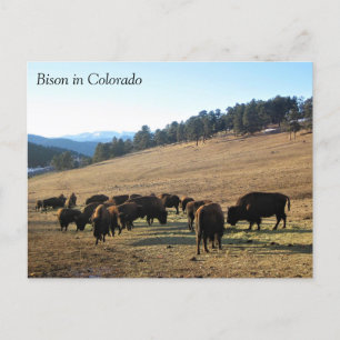 Postal Bison de Colorado