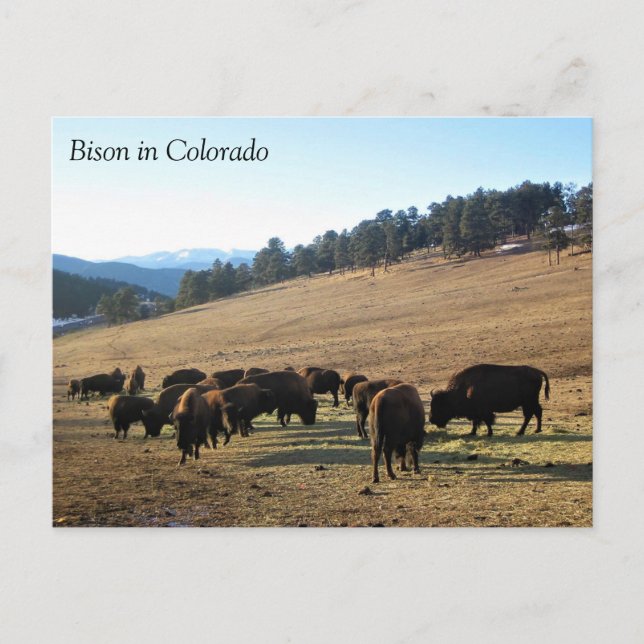 Postal Bison de Colorado (Anverso)
