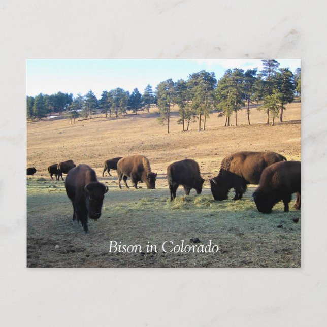 Postal Bison de Colorado (Anverso)