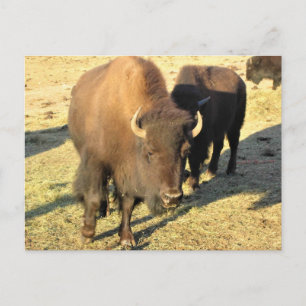Postal Bison de Colorado