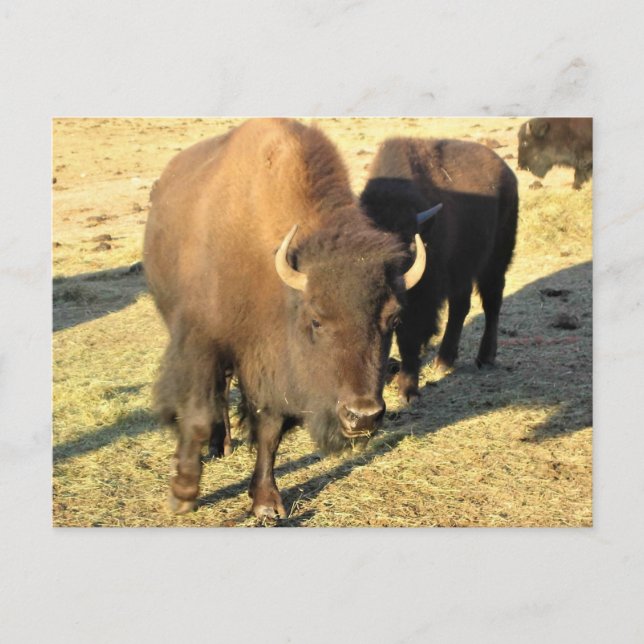 Postal Bison de Colorado (Anverso)