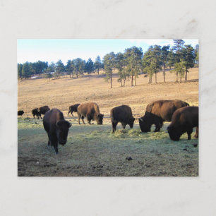 Postal Bison de Colorado