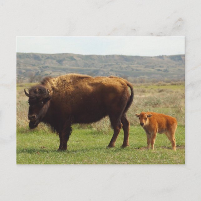 Postal Bison de Dakota del Norte (Anverso)