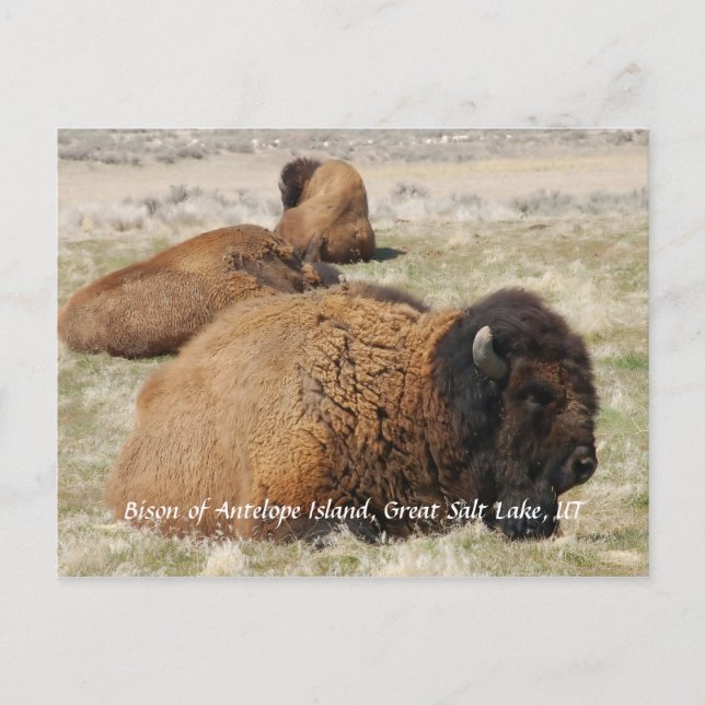 Postal Bison de la isla Antelope (Anverso)