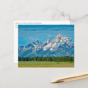 Postal Bison en el parque nacional de Grand Teton