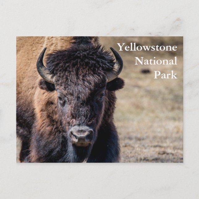 Postal Bison en el Parque Nacional Yellowstone (Anverso)