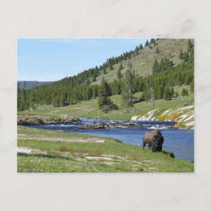 Postal Bison en el Parque Nacional Yellowstone