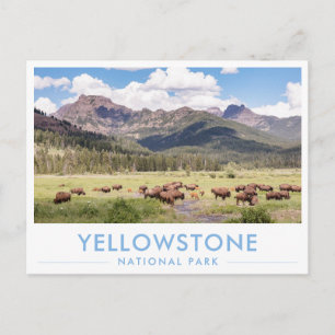 Postal Bison en el Parque Nacional Yellowstone Verano Mon
