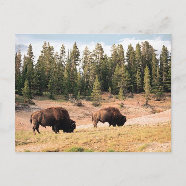 Postal Bison en el Parque Nacional Yellowstone, Wyoming (Anverso)