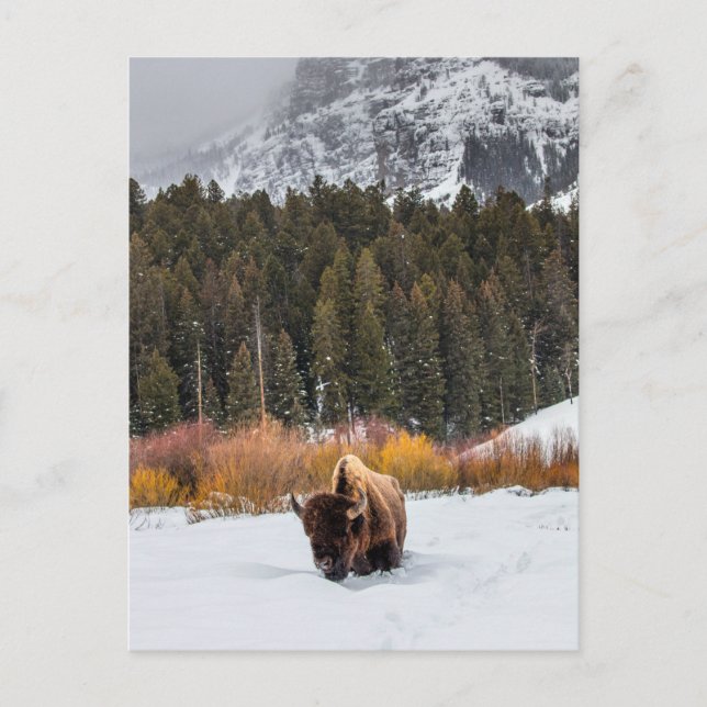Postal Bison en la foto del parque nacional Snowy Yellows (Anverso)