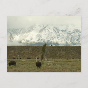 Postal Bison en la fotografía del parque nacional del Gra