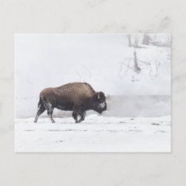 Postal Bison estadounidense en un estanque al vapor
