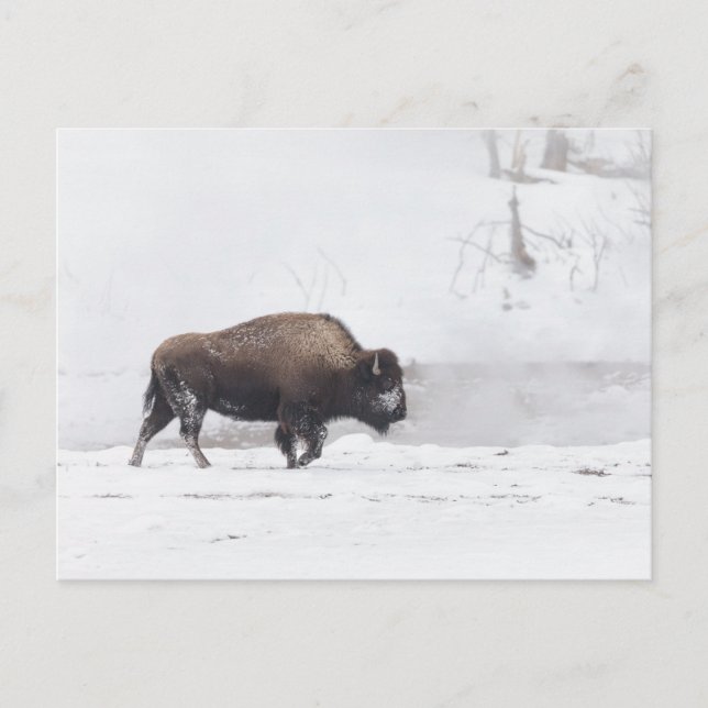 Postal Bison estadounidense en un estanque al vapor (Anverso)