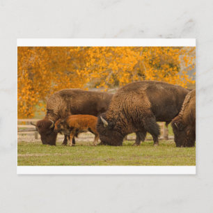 Postal Bison Family Nation