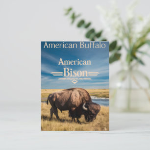 Postal Bison Grazing by the River