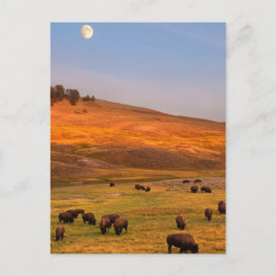 Postal Bison Grazing en Hill en Hayden Valley