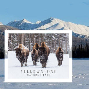 Postal Bison helado en carretera nevada, Yellowstone NP,