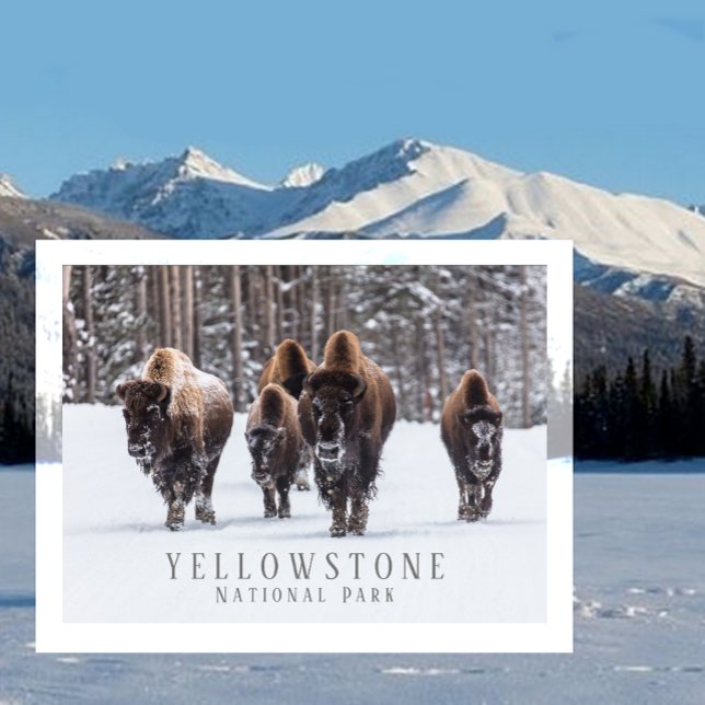 Postal Bison helado en carretera nevada, Yellowstone NP,  (Subido por el creador)