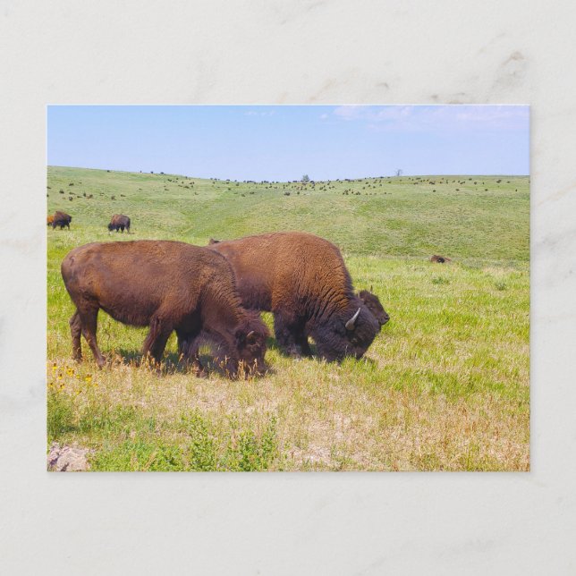 Postal Bison Herd, Parque Estatal Custer, Dakota del Sur (Anverso)