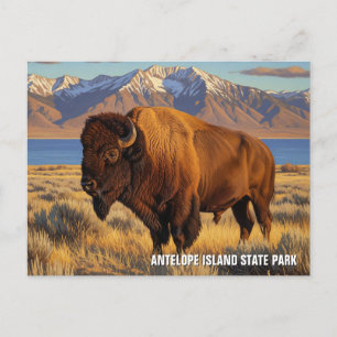 Postal Bison in Antelope Island State Park Utah
