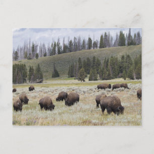 Postal Bison in the Hayden Valley of Yellowstone