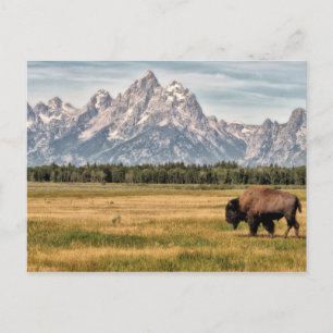 Postal Bison in the Tetons