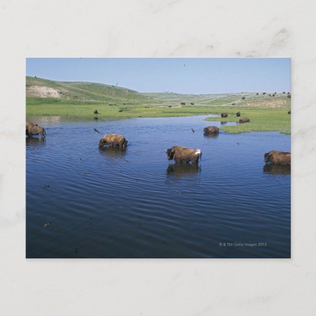 Postal Bison In the Water Con Numerosas Cajas De Acanto (Anverso)