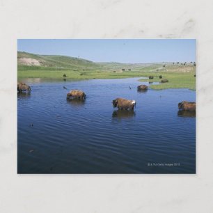 Postal Bison In the Water Con Numerosas Cajas De Acanto