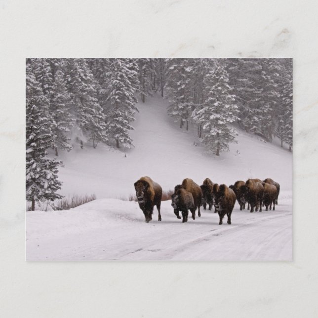 Postal Bison in Winter (Anverso)