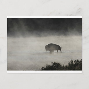 Postal Bison in Winter Yellowstone
