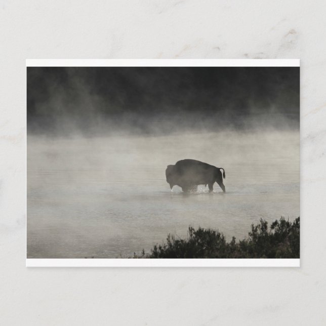 Postal Bison in Winter Yellowstone (Anverso)