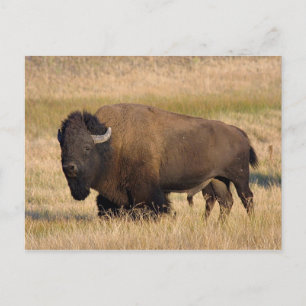 Postal Bison in Yellowstone
