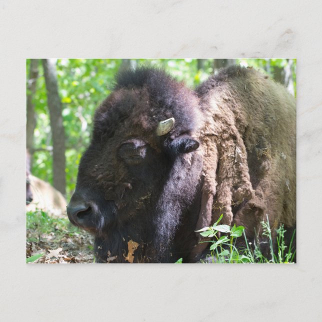 Postal Bison, Lone Elk Park, St. Louis, Missouri (Anverso)