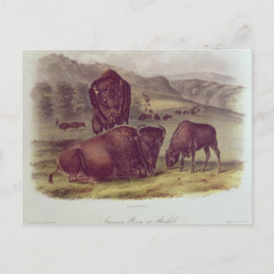 Postal Bison o Búfalo Americanos