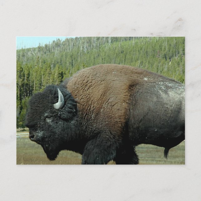 Postal Bison Postcard (Anverso)