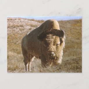 Postal bison Postcard